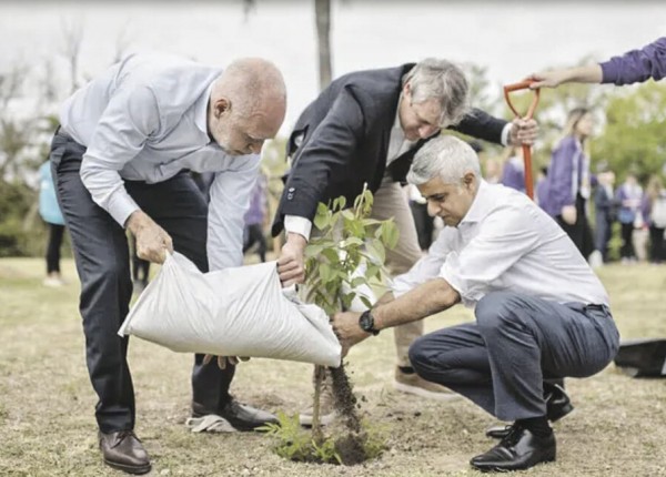 larreta árbol